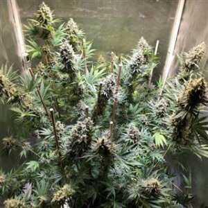 Chocolope from Seeds66 1 Seed