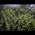 Critical Widow from Seeds66 1 Seed