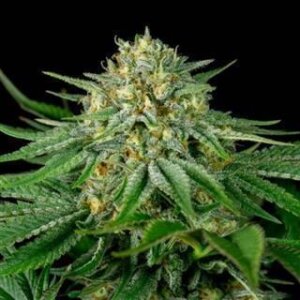 Bubba Kush from Seeds66 1 Seed