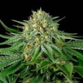Bubba Kush from Seeds66 3 Seeds