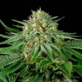Bubba Kush from Seeds66 10 Seeds