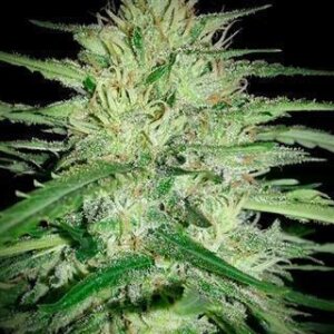 CBG Citrus Nectar Auto by Seeds66