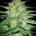 CBG Citrus Nectar Auto by Seeds66