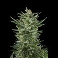 Quick One Automatic Feminised Seeds 10 Seeds