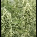 Pure Haze from Seeds66 1 Seed