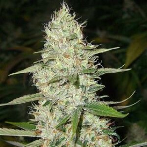 Super Silver Haze from Seeds66 1 Seed