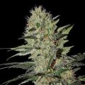 White Siberian Fast Version from Seeds66