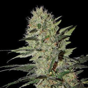 White Siberian Fast Version from Seeds66 1 Seed
