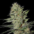 White Siberian Fast Version from Seeds66 1 Seed
