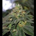 Green Crack Auto from Seeds66 3 Seeds