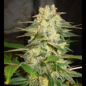 Pure Indica - Seeds66
