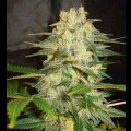 Pure Indica from Seeds66