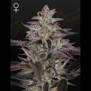Banana Krumble from Greenhouse Seeds 3 Seeds