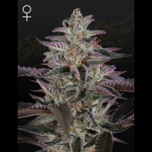 Banana Krumble from Greenhouse Seeds 10 Seeds