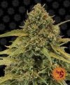 Bad Azz Kush - Barney´s Farm