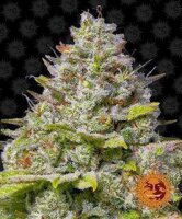 Blue Gelato 41 - Barney´s Farm