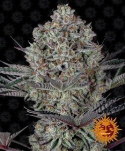 Dos Si Dos 33 - Barney´s Farm