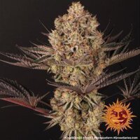 Dos Si Dos 33 - Barney´s Farm