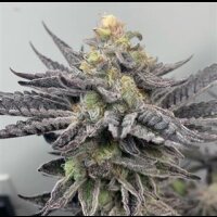 Wedding Cake from Seeds66