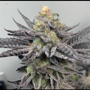 Wedding Cake from Seeds66 3 Seeds