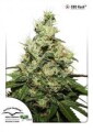 CBD Kush - Dutch Passion