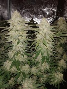 Gorilla Zkittlez from Seeds66