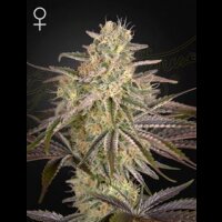 Cloudwalker - Greenhouse Seeds 3 Samen