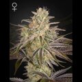 Cloudwalker - Greenhouse Seeds 5 Samen