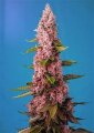 Red Hot Muffin (Cookies) - Sweet Seeds