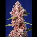 Tropicana Poison Fast Version - Sweet Seeds 5 Samen