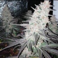 Purple Punch from Seeds66 1 Seed