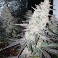 Purple Punch from Seeds66 10 Seeds