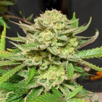 CBG Bomb from Seeds66 3 Seeds