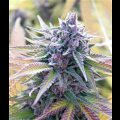Purple Gorilla from Seeds66 1 Seed