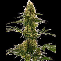 Blue Bullet Auto from Sensi Seeds 5 Seeds