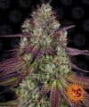Mimosa Evo by Barneys Farm