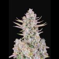 Purple Punch Auto from Fast Buds 10 Seeds