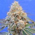Dos Si Dos from Seeds66 3 Seeds
