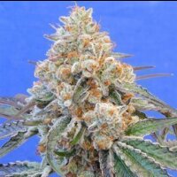 Dos Si Dos from Seeds66 10 Seeds