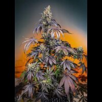 Red Gorilla Girl XL Auto from Sweet Seeds 3 Seeds