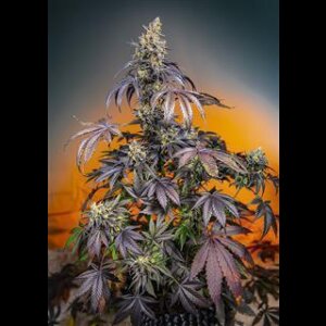 Red Gorilla Girl XL Auto from Sweet Seeds 5 Seeds