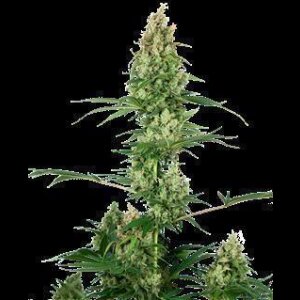 Silver Fire from Sensi Seeds