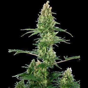 Silver Fire from Sensi Seeds 3 Seeds