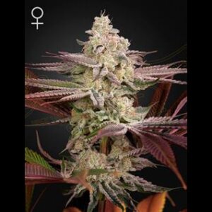 Chemical Bride from Greenhouse Seeds