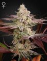Chemical Bride - Greenhouse Seeds