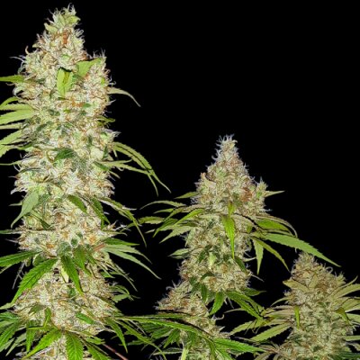 LA Kush Cake Strain | Proper Cannabis