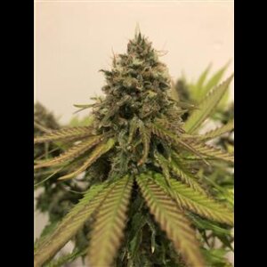 Gold Leaf Auto from Seeds66 3 Seeds