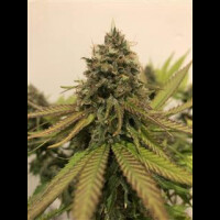 Gold Leaf Auto from Seeds66 5 Seeds