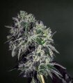 Gorilla Cookies - Seeds66