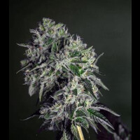 Gorilla Cookies from Seeds66 1 Seed